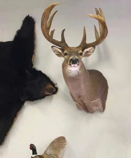 All Taxidermy