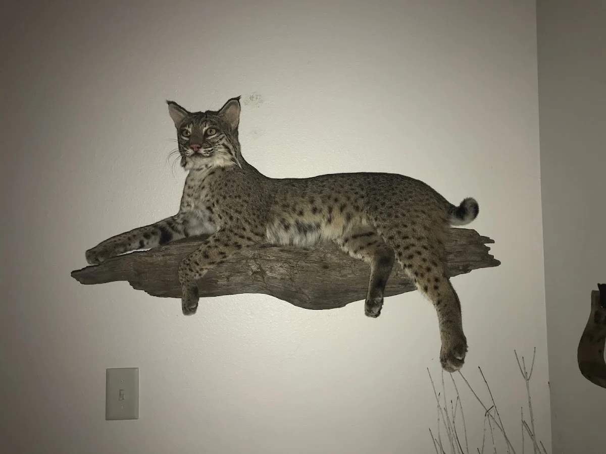 Allen Palermo Taxidermy