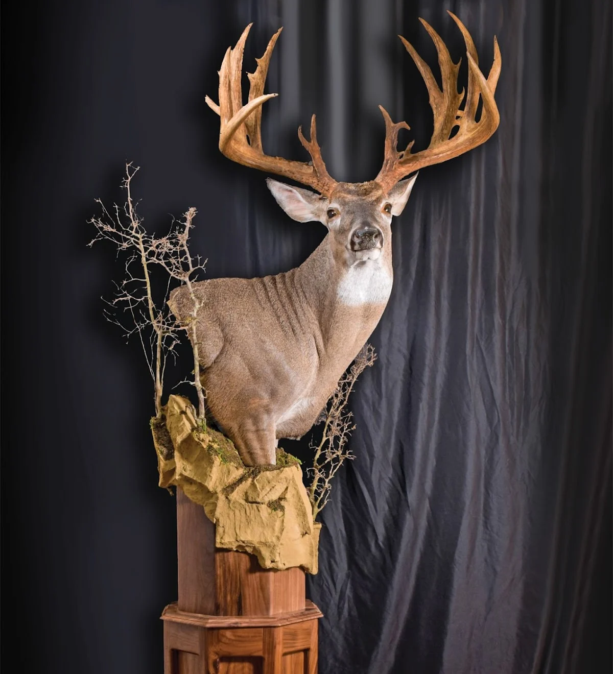 Alpha Taxidermy - 2