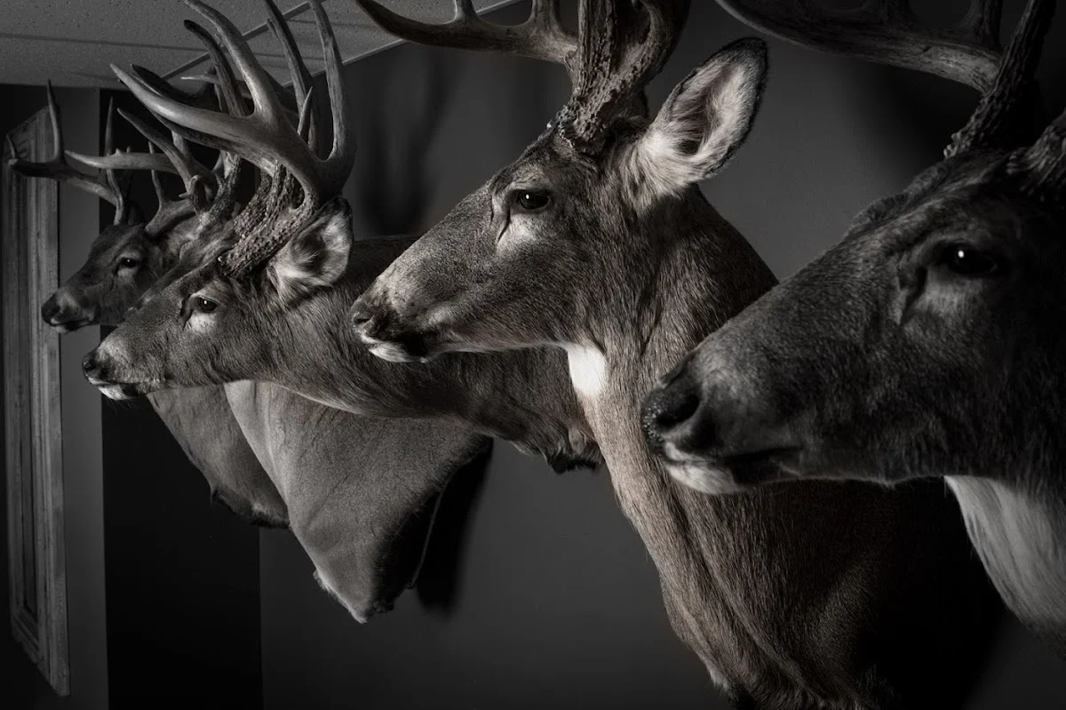 American Taxidermy Studio