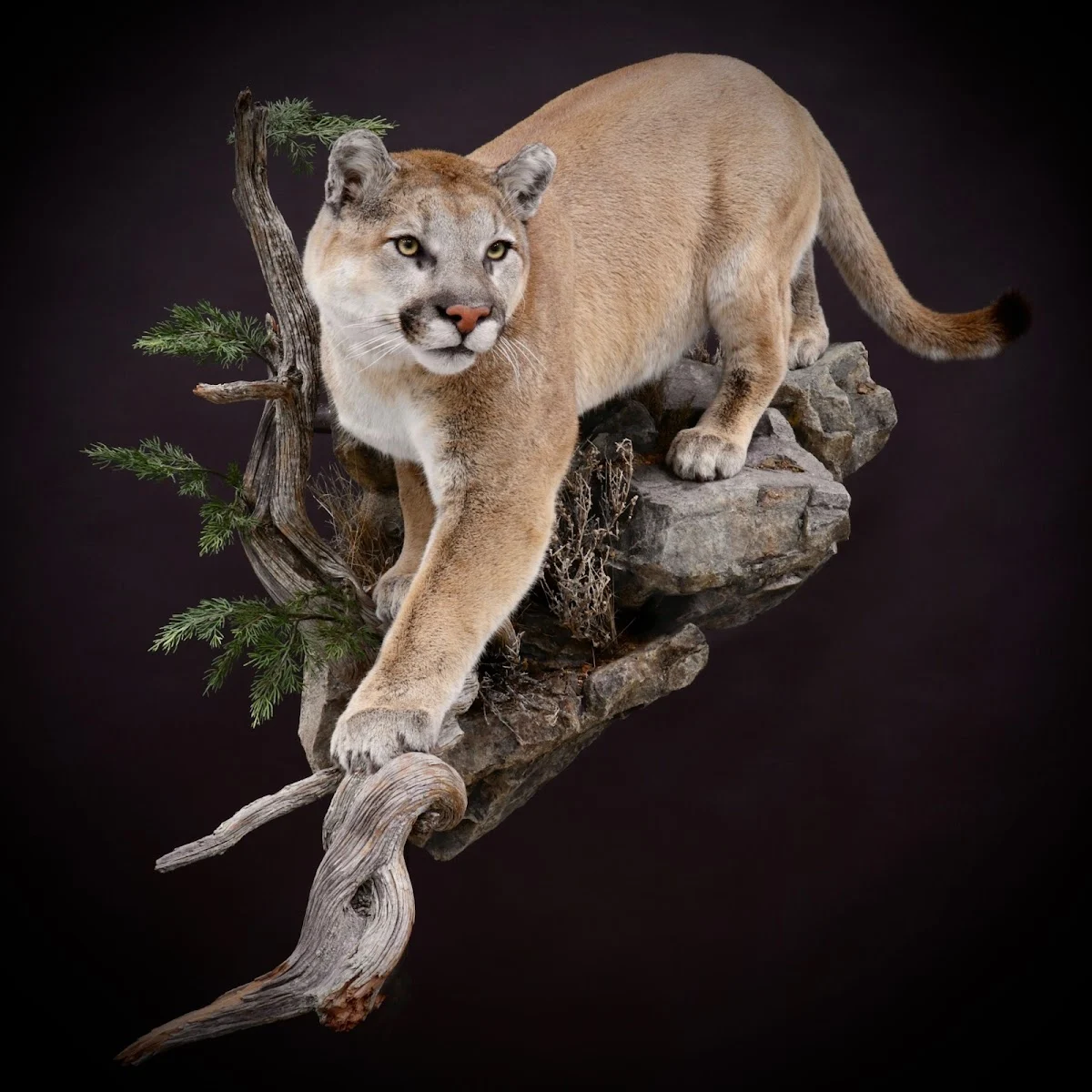 Animals Wild by Ashley Barrett - 2