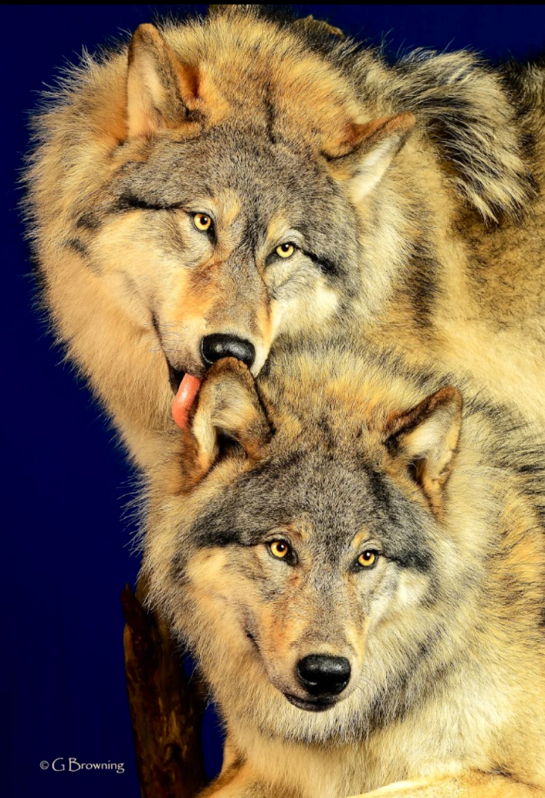 Animals Wild by Ashley Barrett