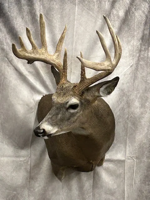Arrowed 1 Taxidermy - 2
