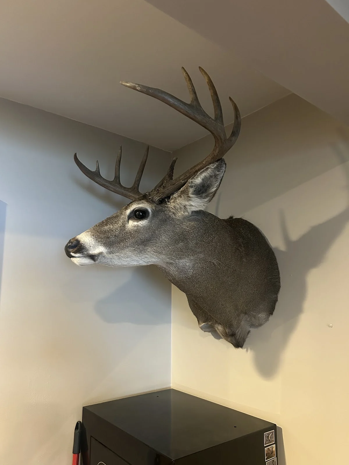 Arrowed 1 Taxidermy