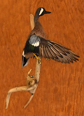 Art's Taxidermy - 2