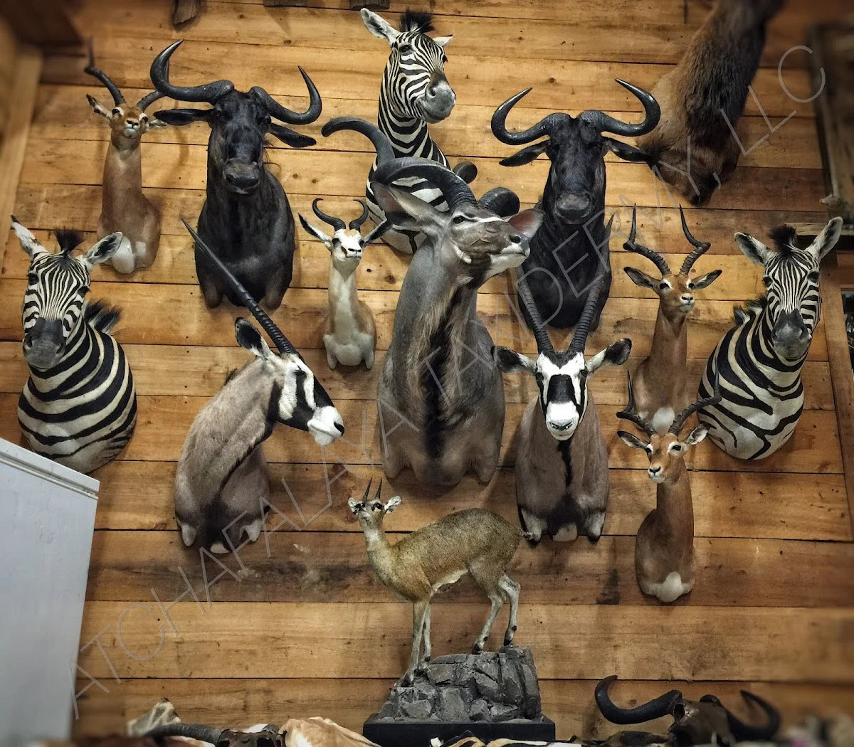 Atchafalaya Taxidermy, LLC - 2