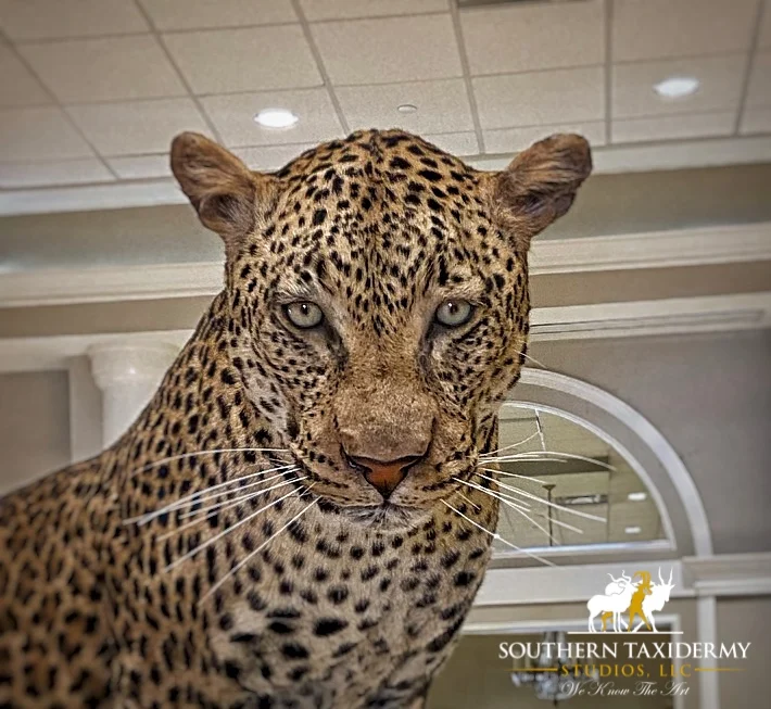 Atchafalaya Taxidermy, LLC