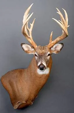 B & B Taxidermy - 2