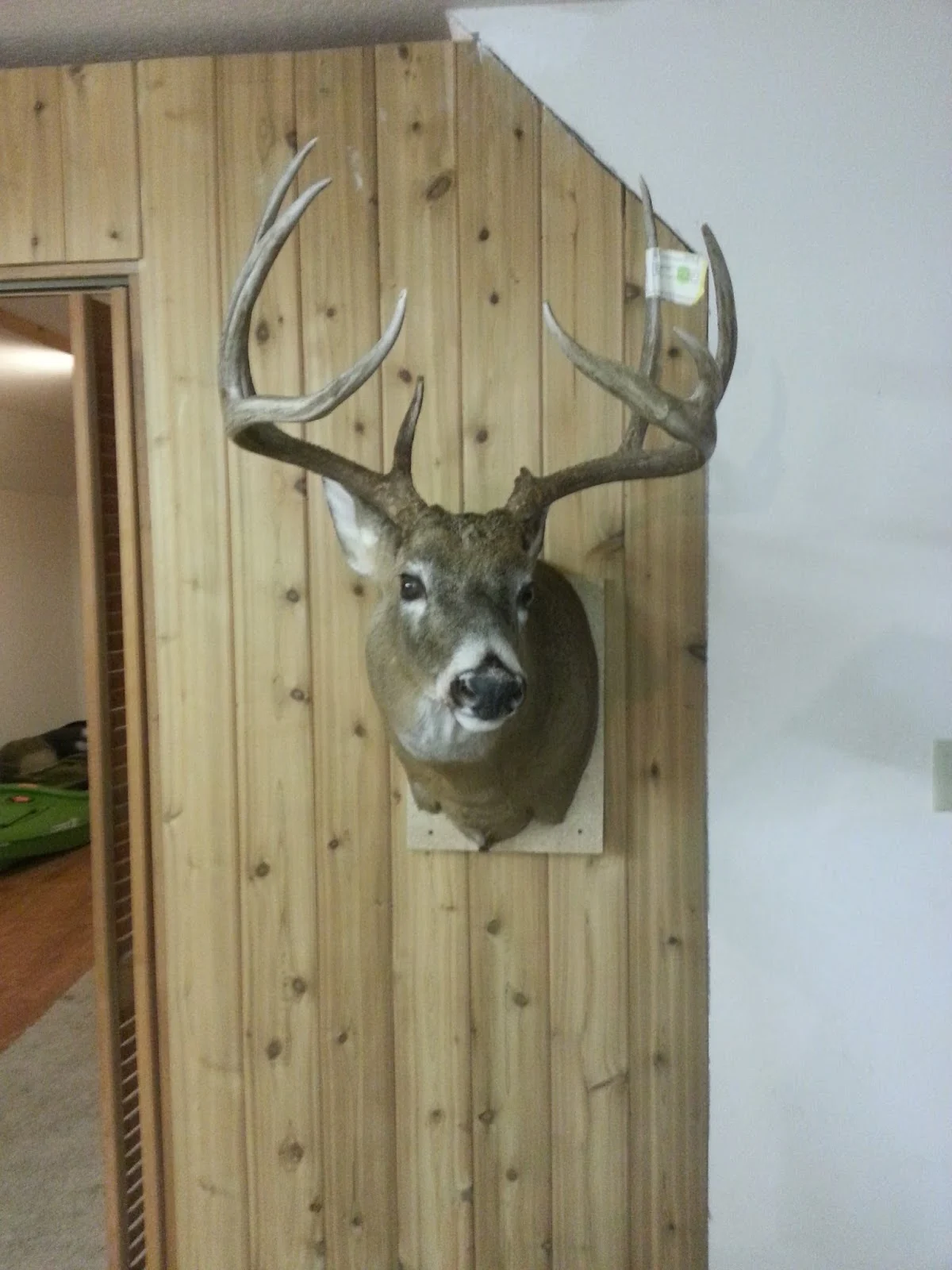 Badger Creek Taxidermy Darrin Roberts - 2
