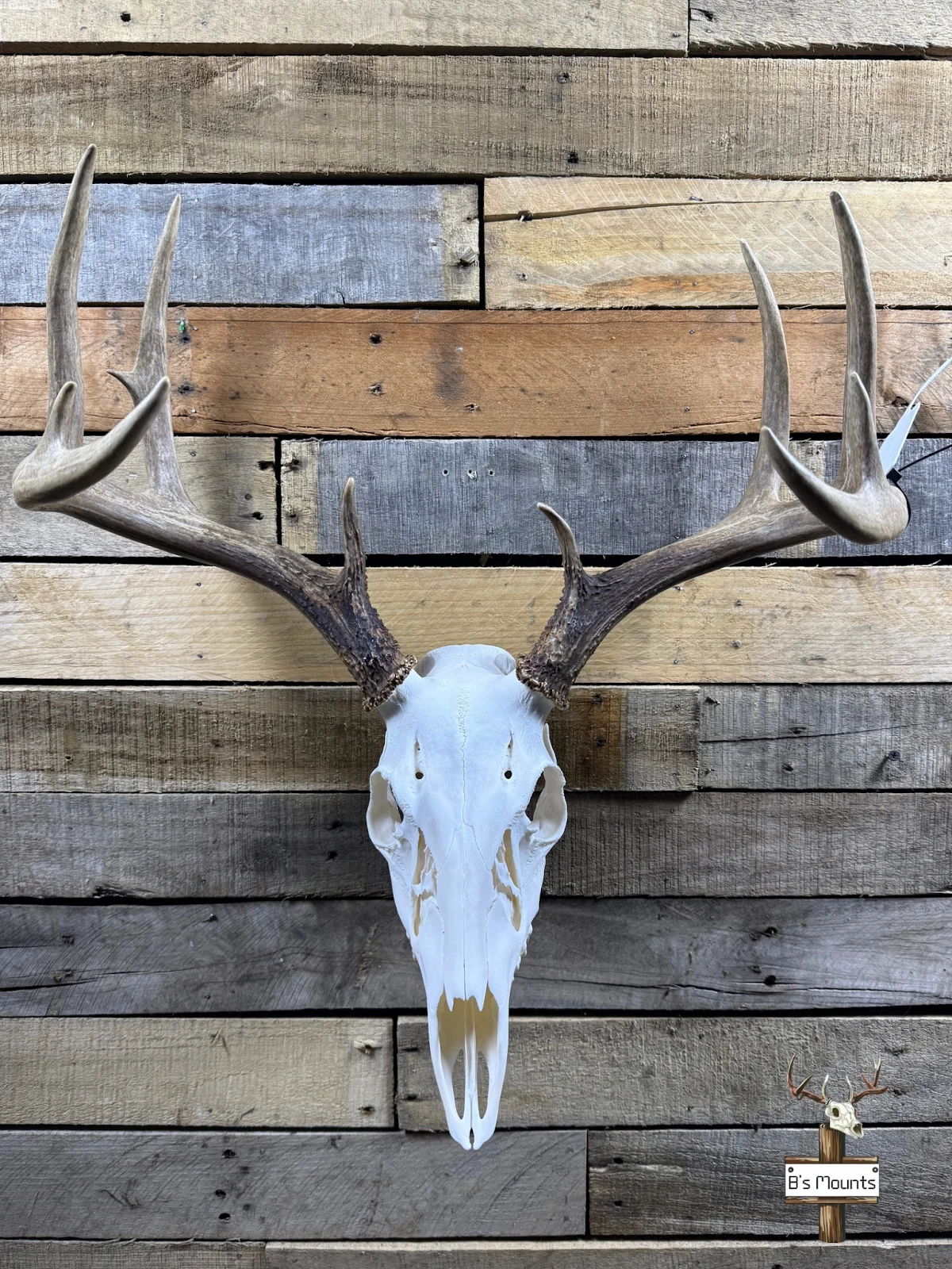 Bare Bone LLC