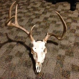 Bare Bones Skullery - 2