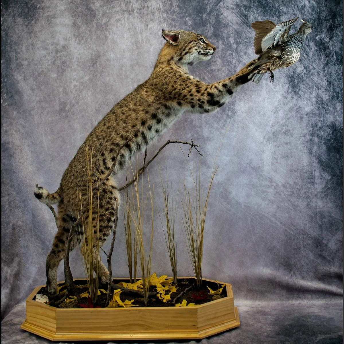 Bass Taxidermy Inc.