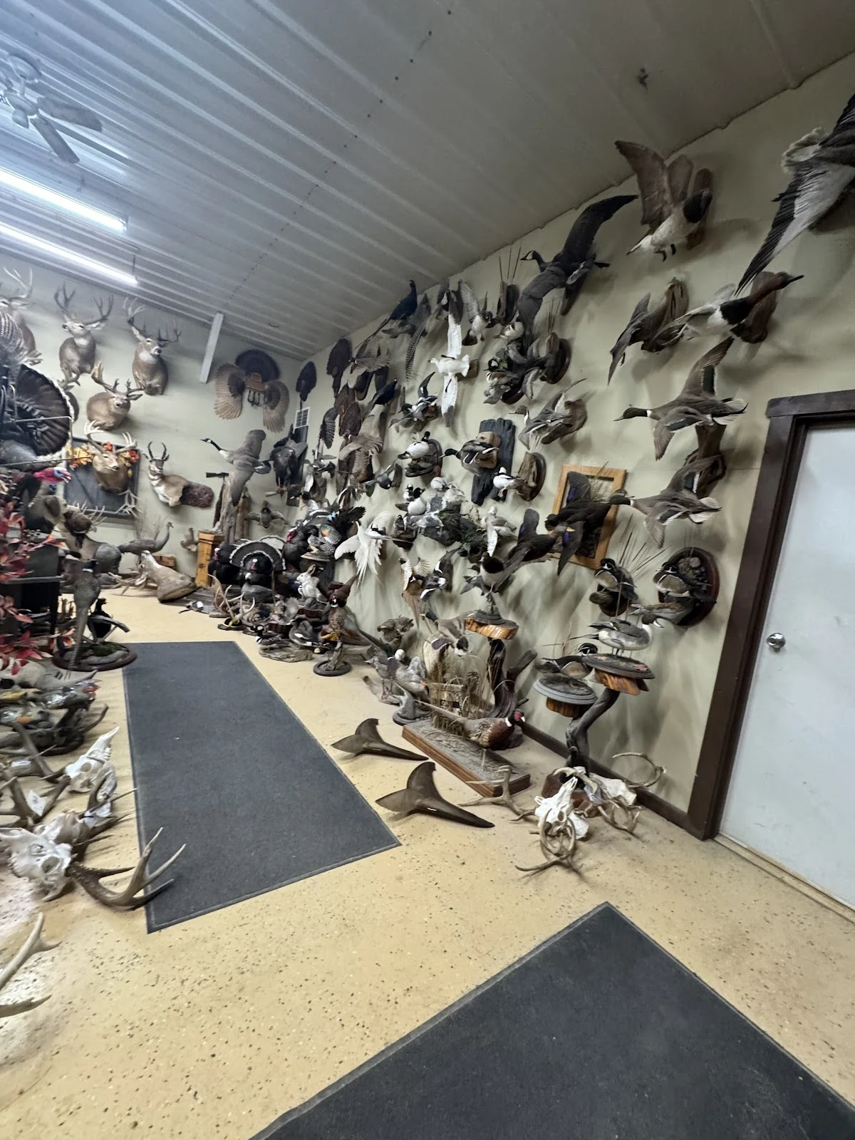 Bear Paw Taxidermy
