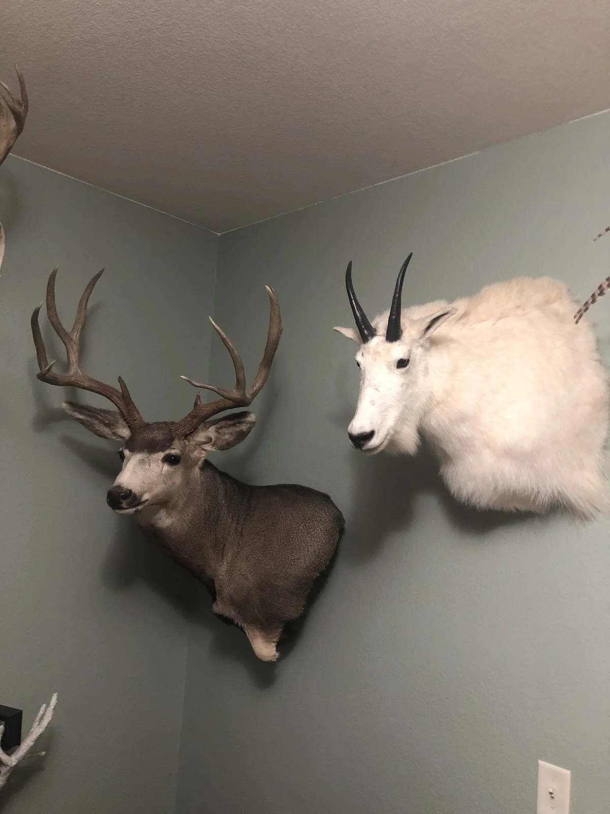 Bears Den Taxidermy