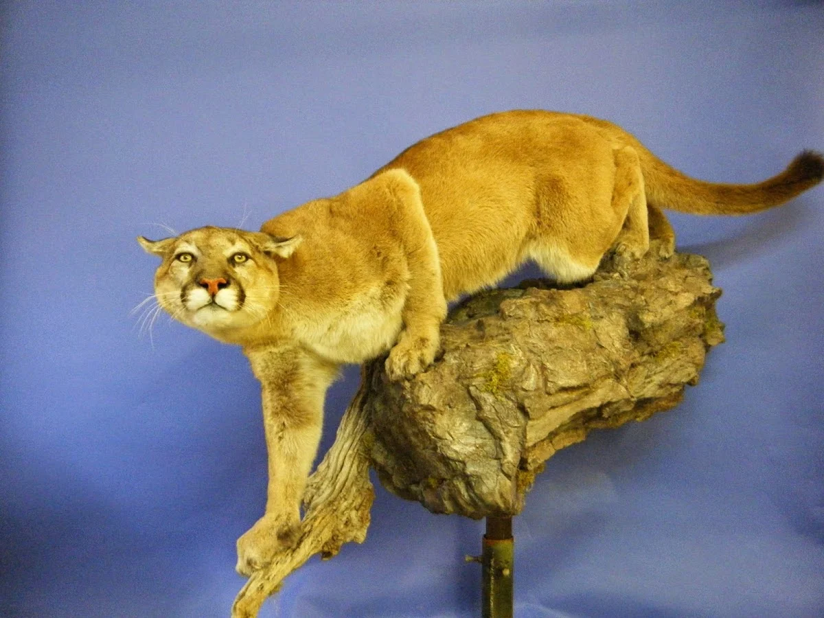 Bennett Taxidermy