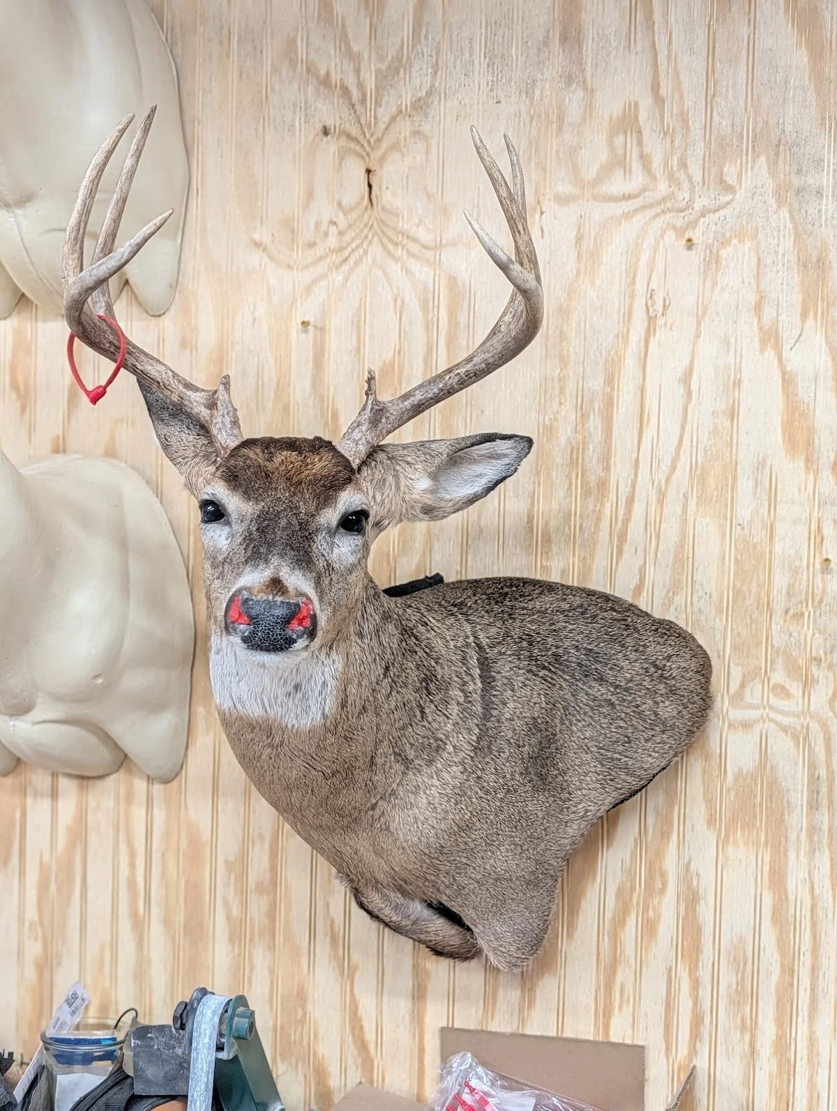 Bermuda Ridge Taxidermy - 2