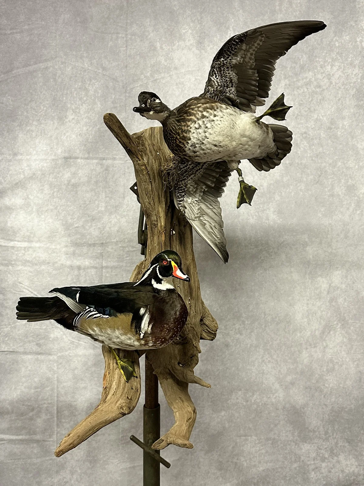 Beyond Limits Taxidermy Studio - 2