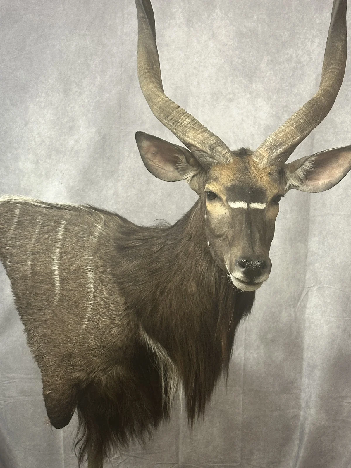 Beyond Limits Taxidermy Studio