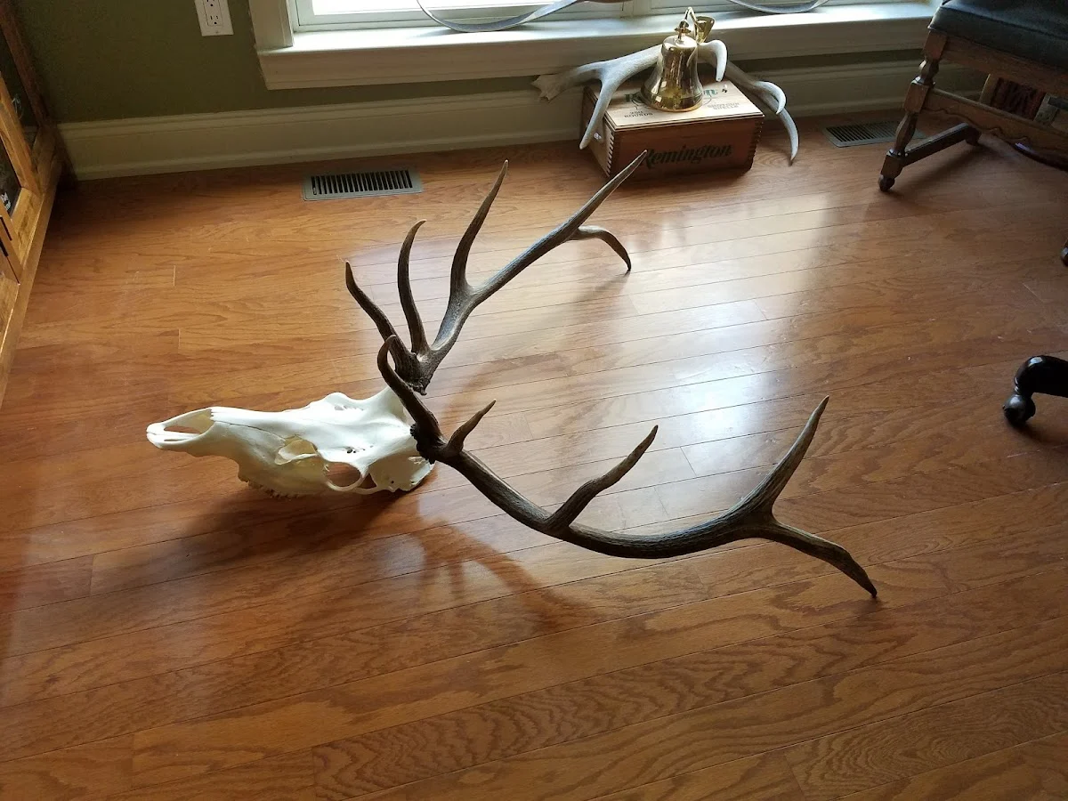 Big Horn Taxidermy