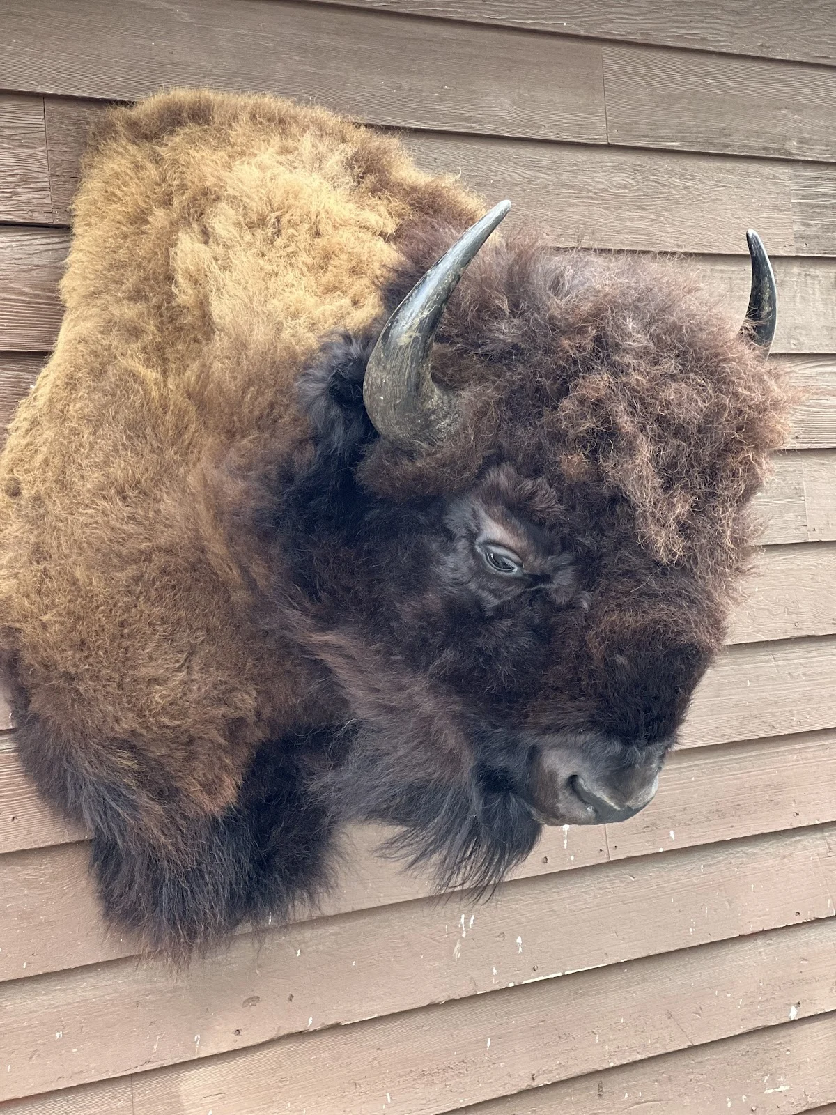 Bison Creations Taxidermy - 3