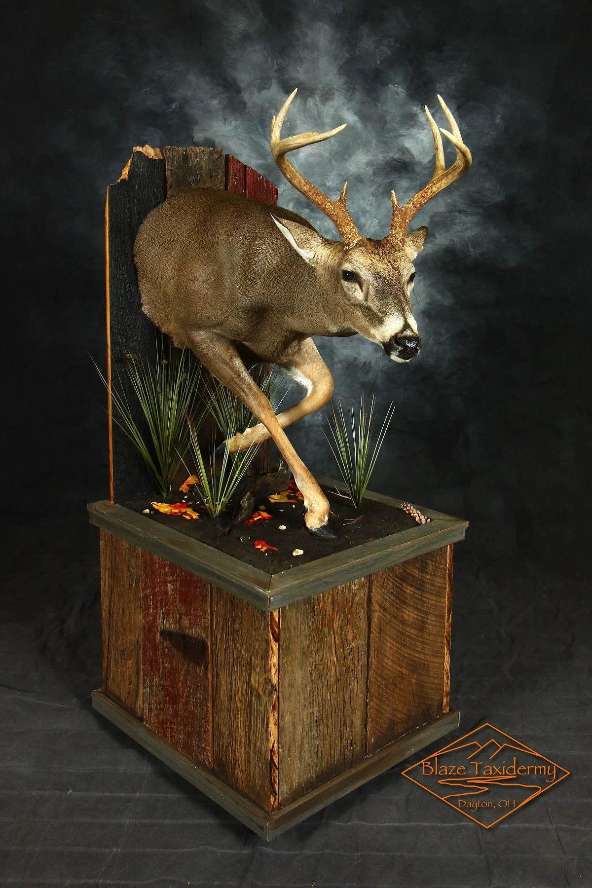 Blaze Taxidermy