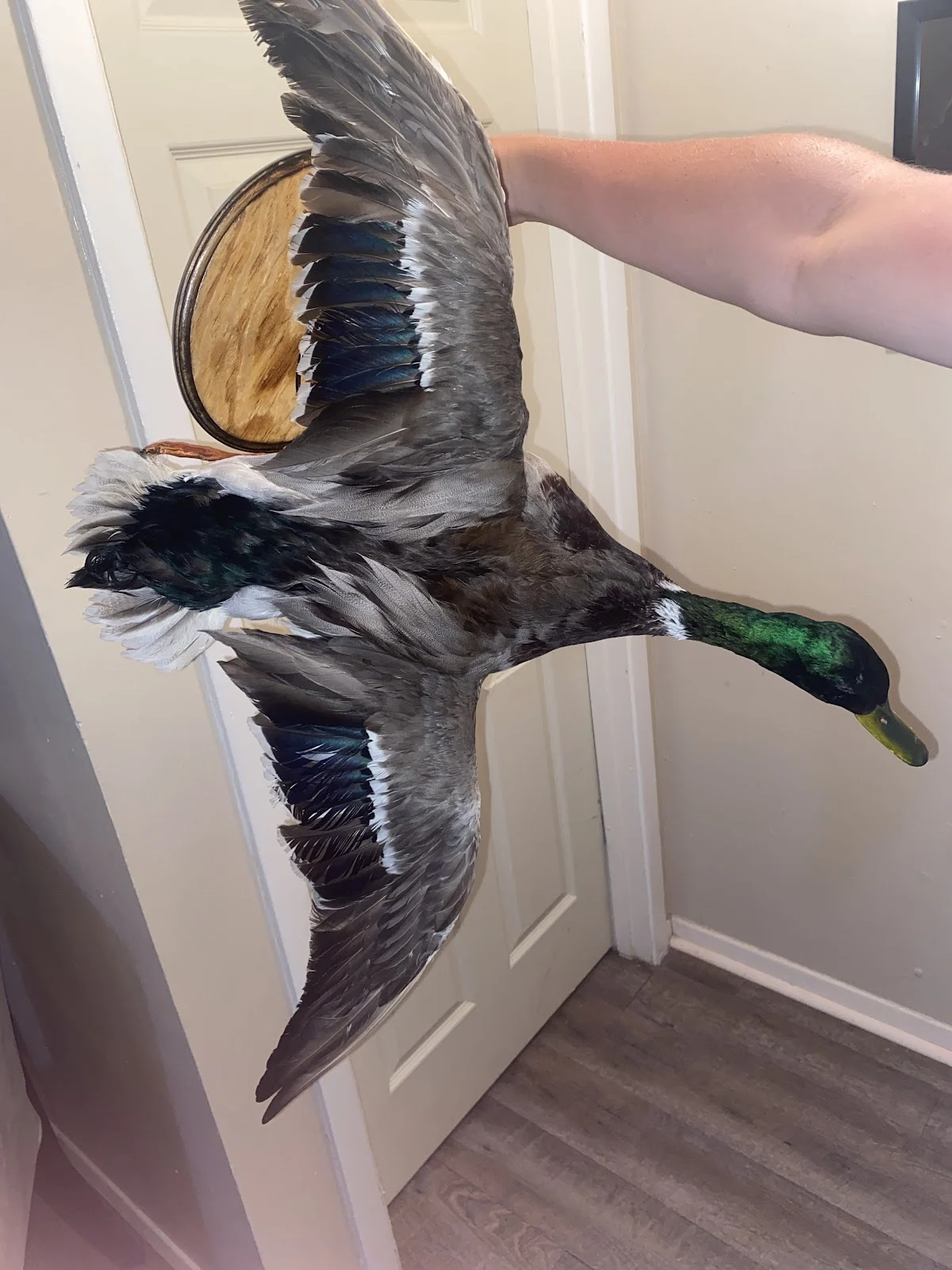 Bob Williams Taxidermy