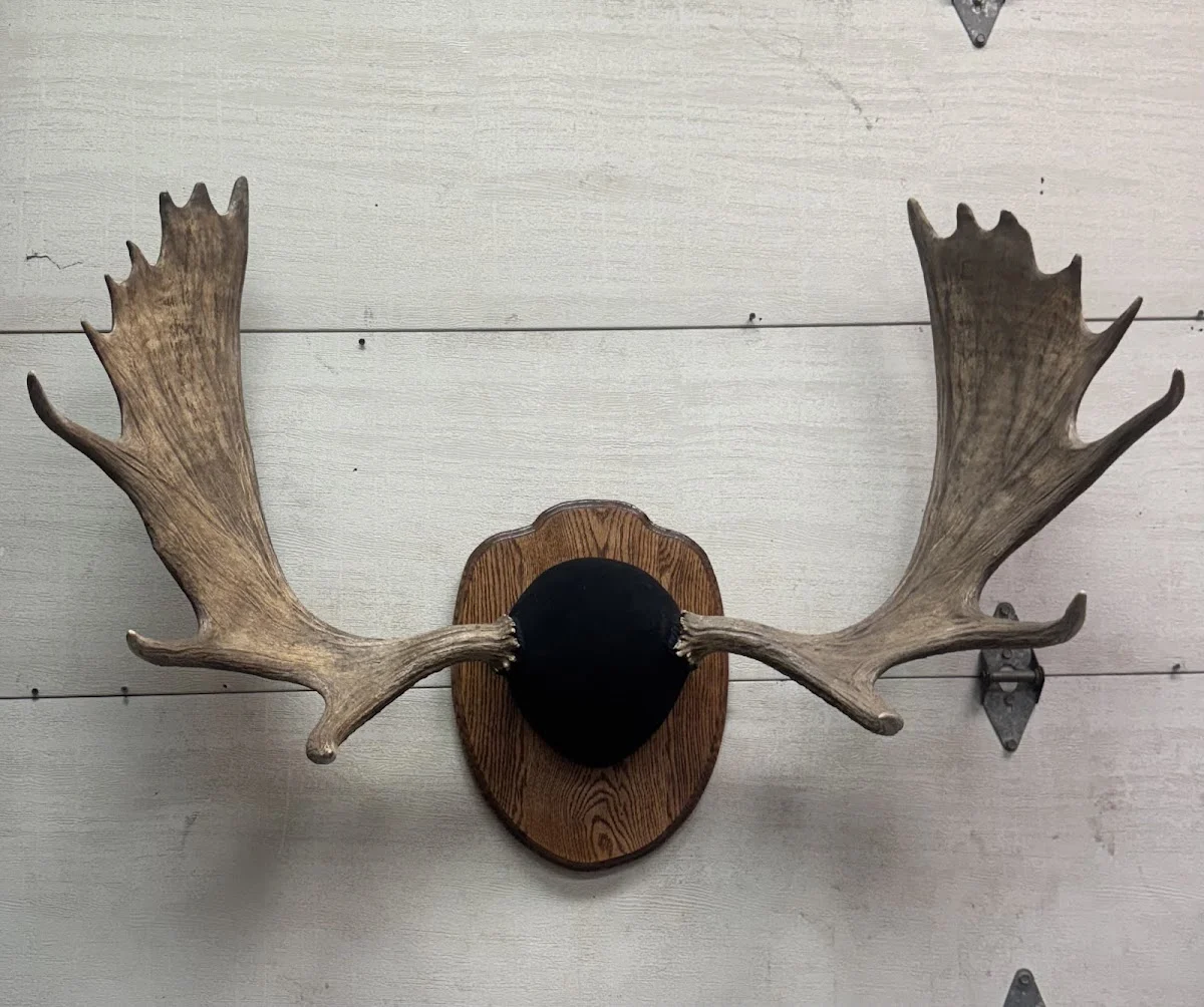 Bob's Taxidermy