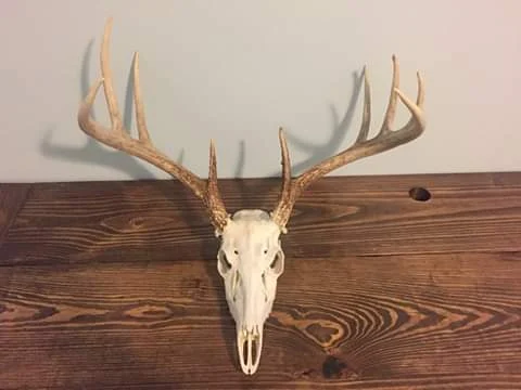 BOONE TAXIDERMY & PROCESSING