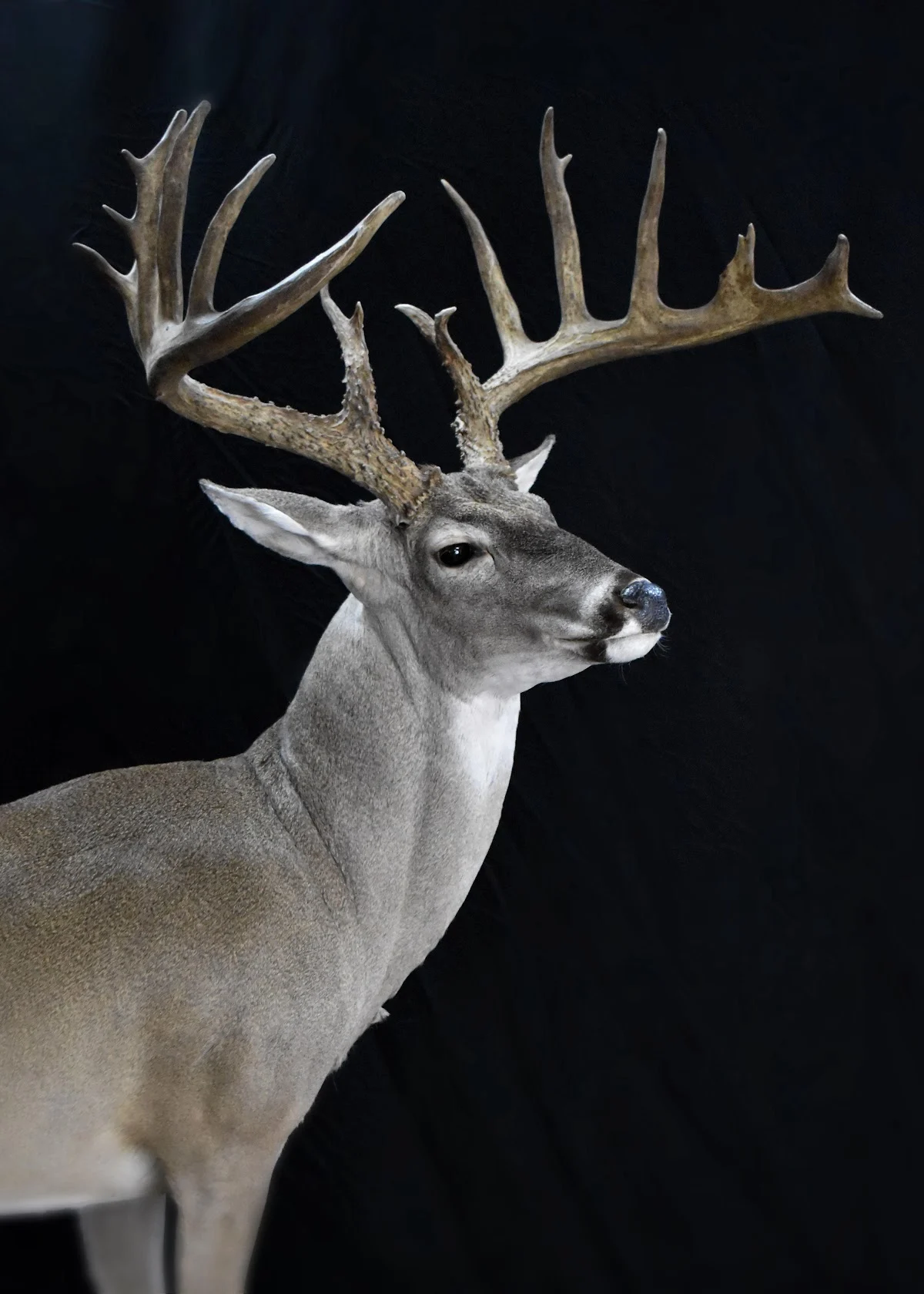 Brosig's Custom Taxidermy