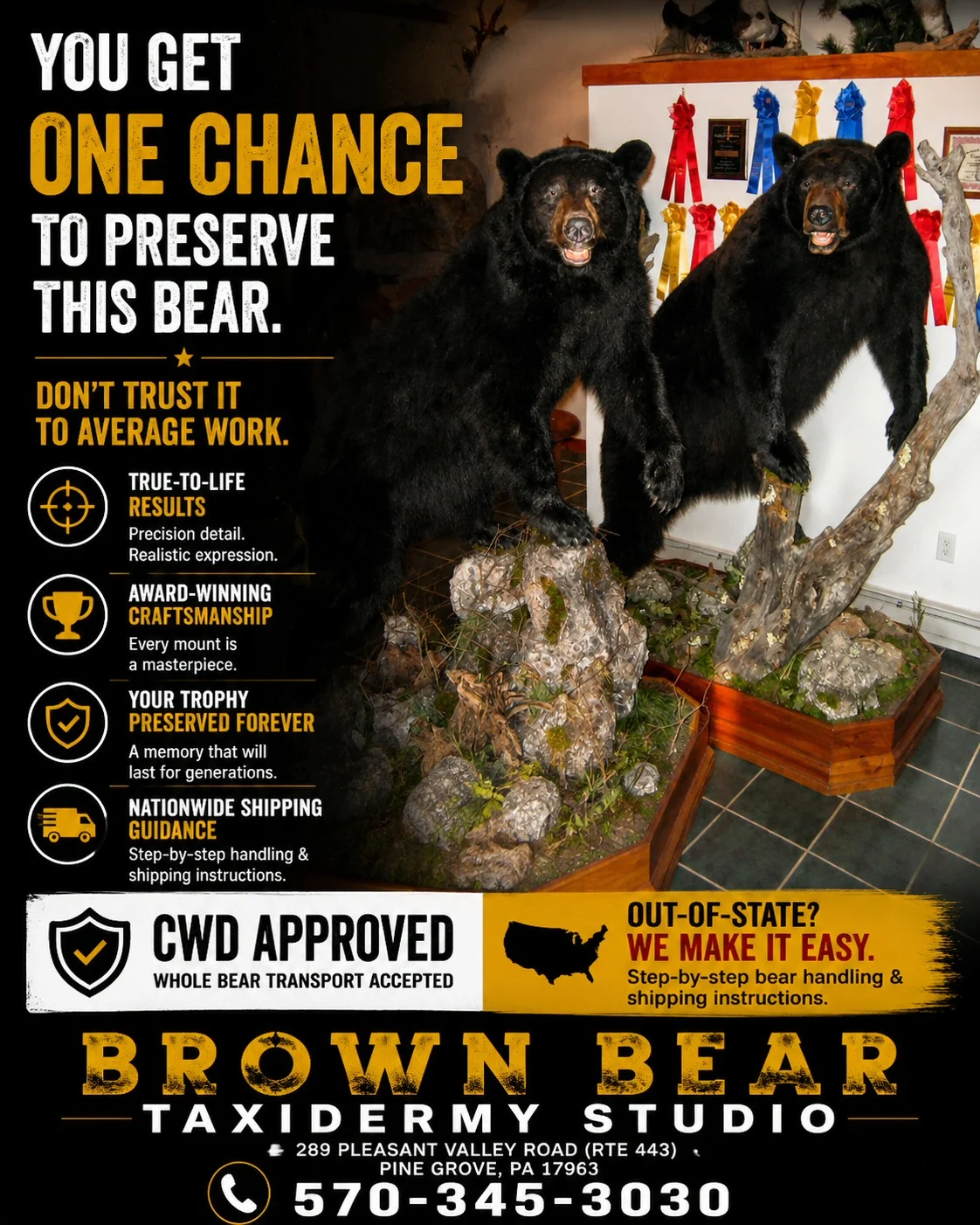 Brown Bear Taxidermy Studio - 3