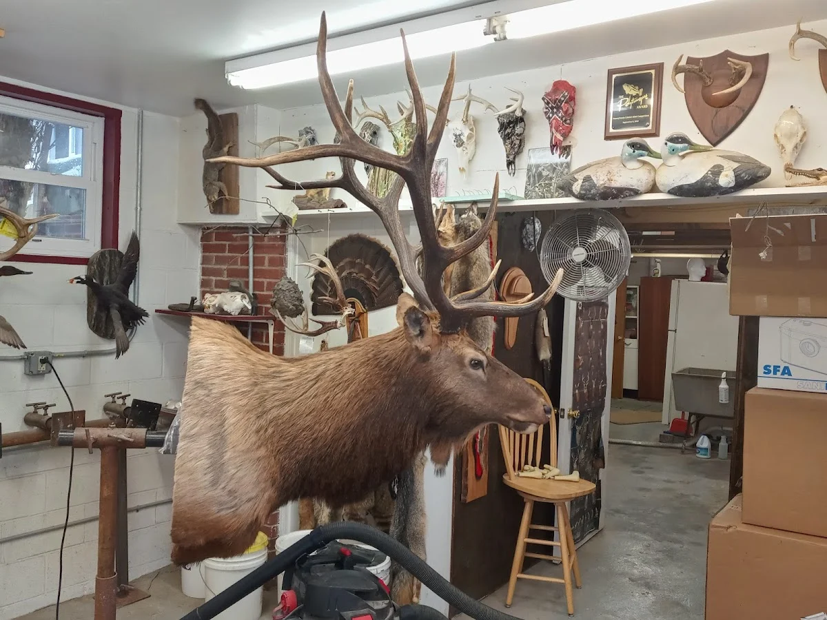 Brush Valley Taxidermy