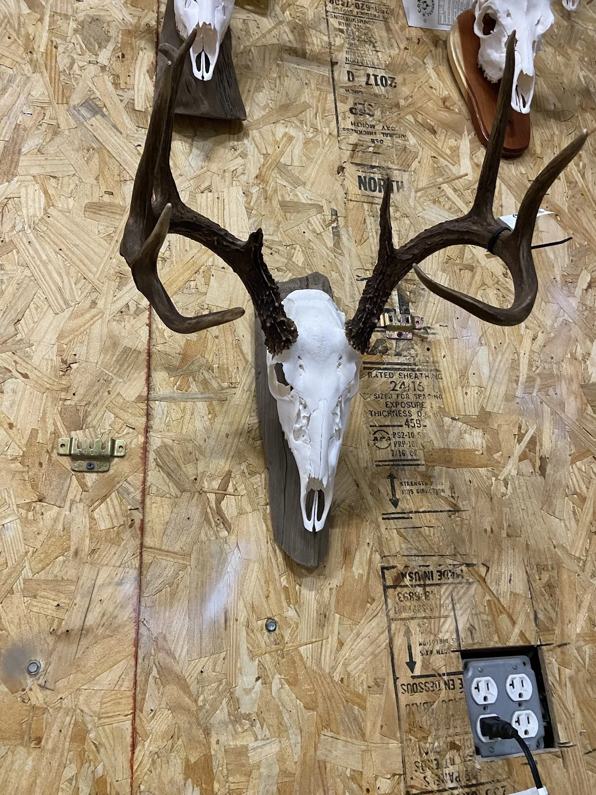 C & M Taxidermy - 2
