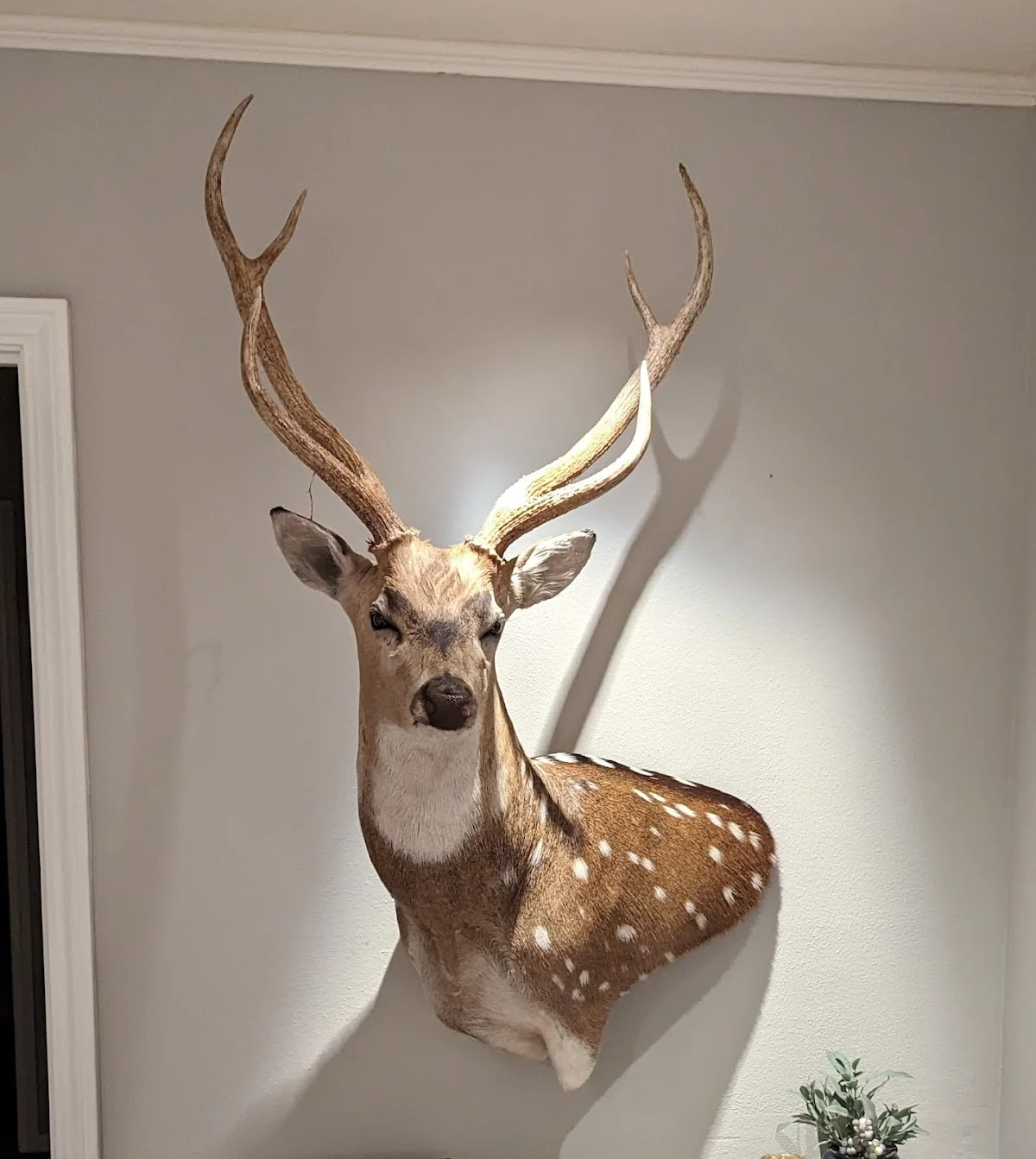 C & M Taxidermy