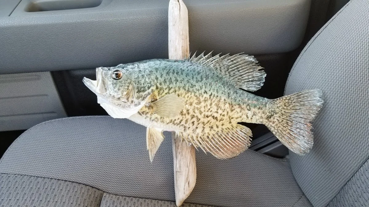 Captured Memories Taxidermy