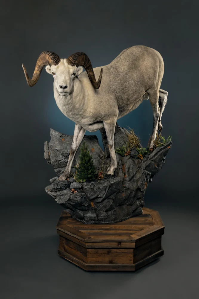 Cedar Mountain Taxidermy