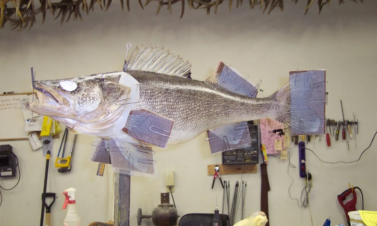Central Minnesota School of Taxidermy