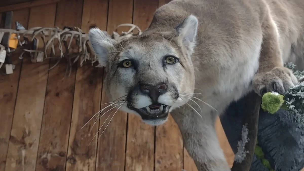 Chaffin Taxidermy - 2
