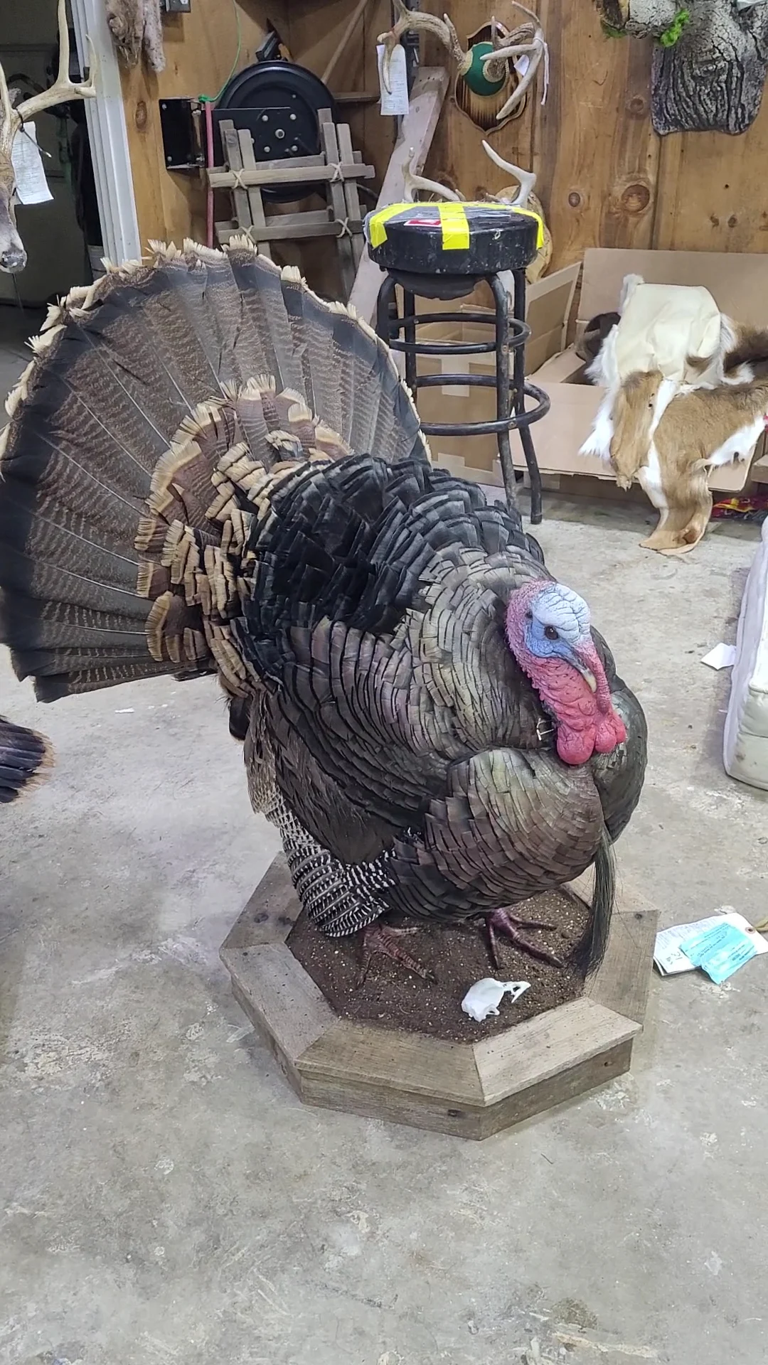 CLC Taxidermy LLC - 2