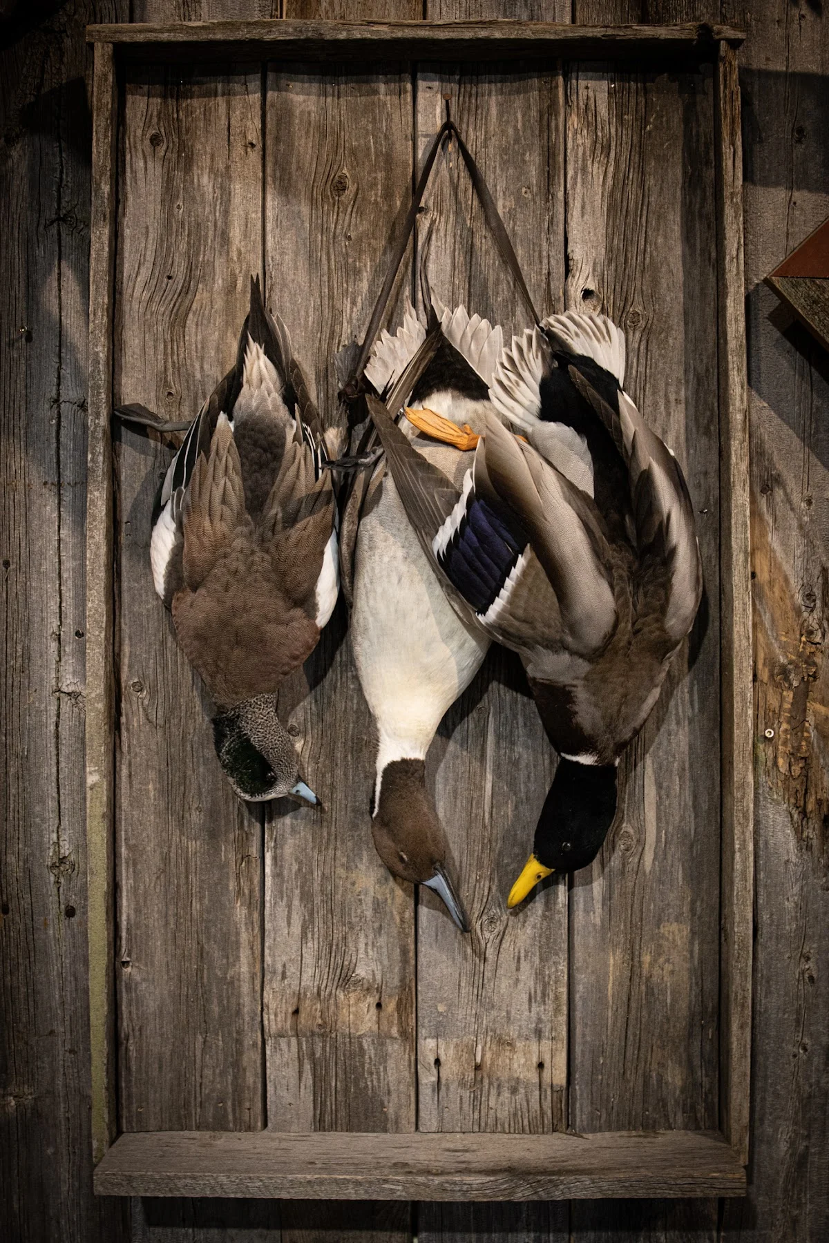 Colorado Creations Taxidermy