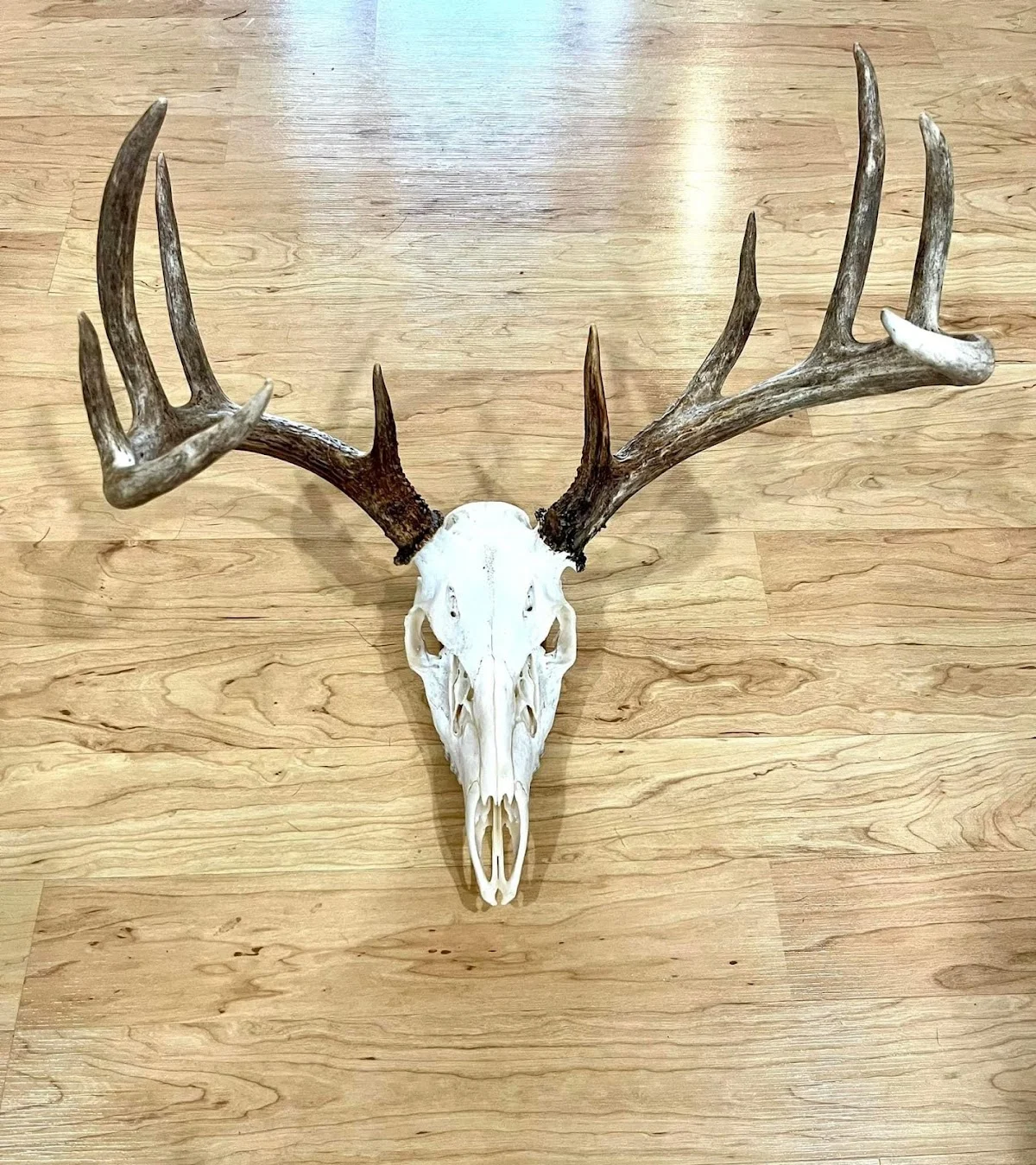 Cooper’s Critters Taxidermy - 2