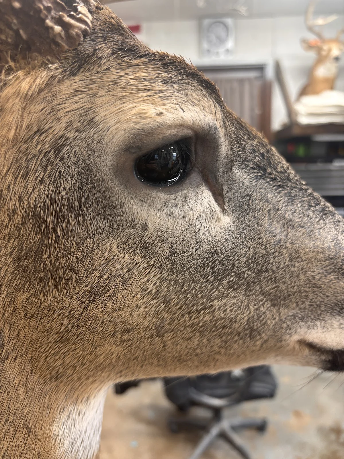 Crane’s Taxidermy - 2