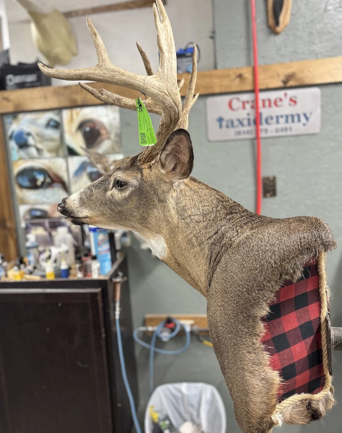 Crane’s Taxidermy - 3