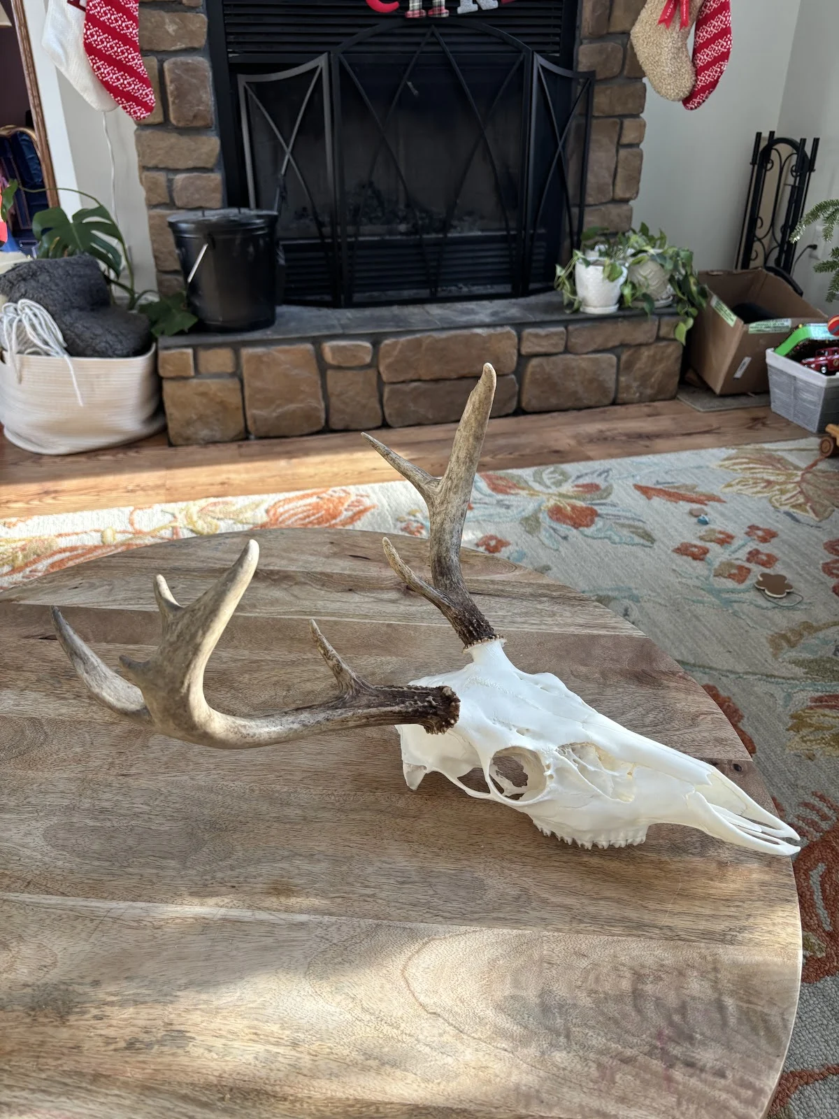 Crane’s Taxidermy