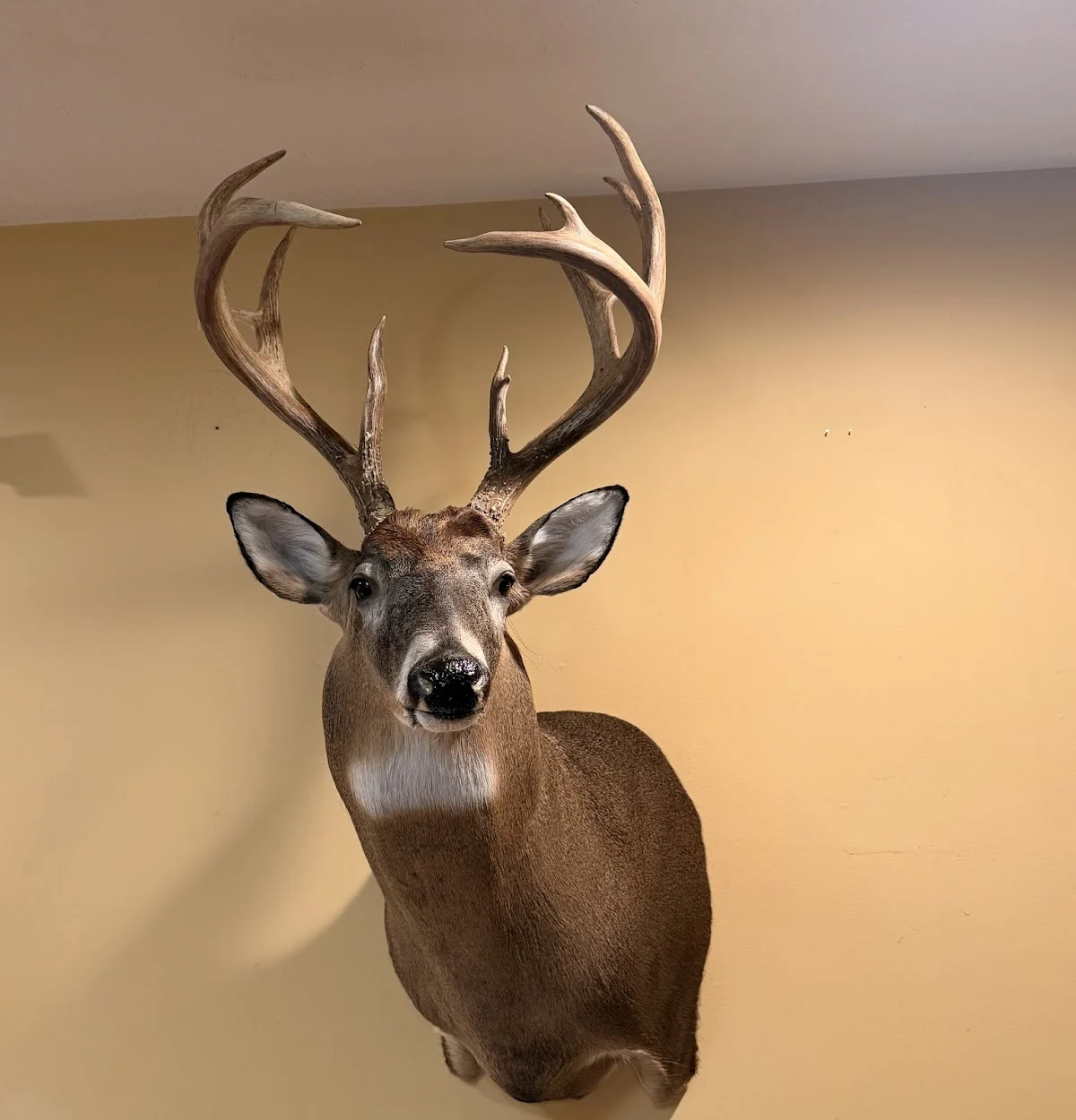 Critters Taxidermy