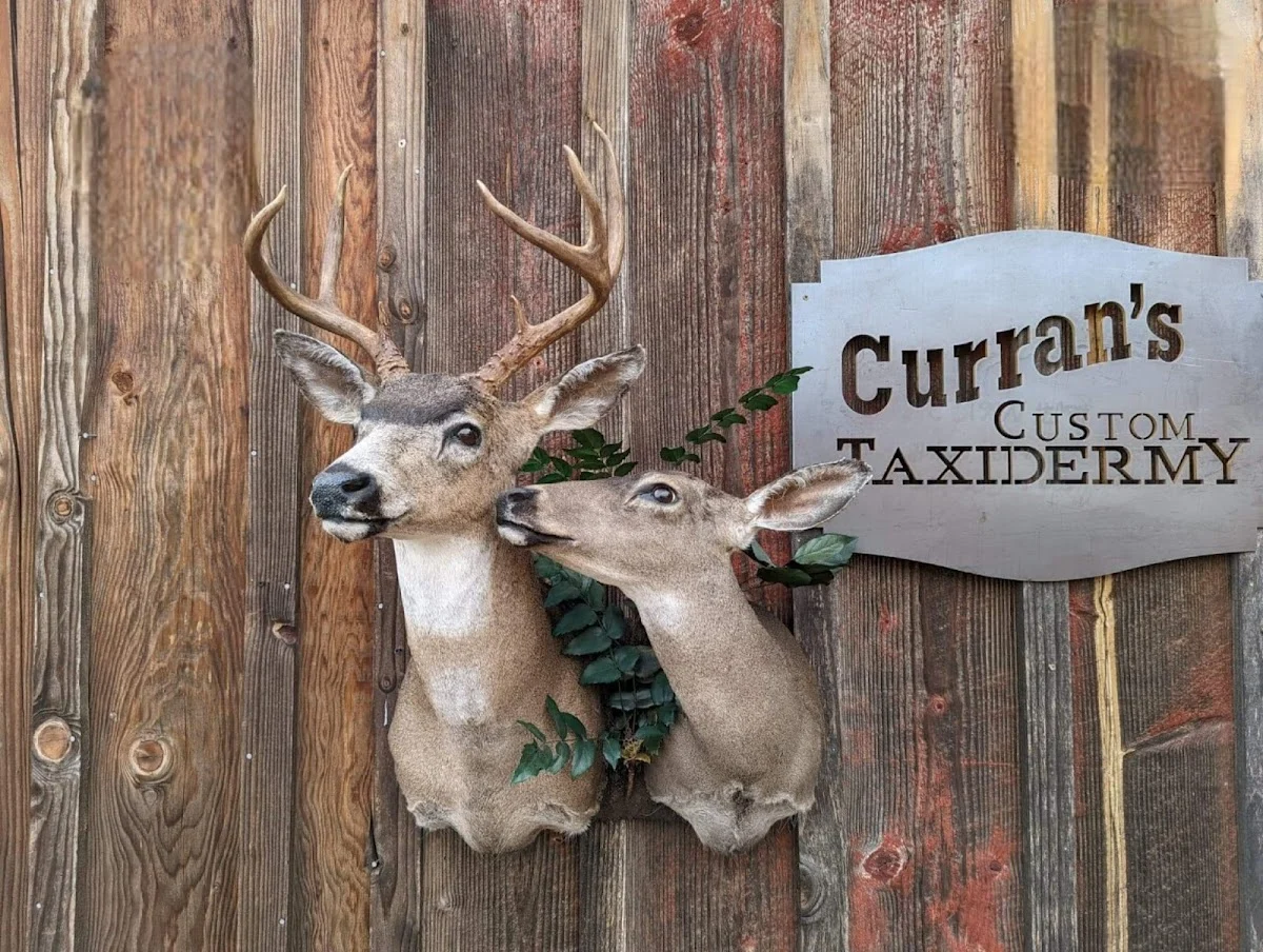Curran's Custom Taxidermy - 2