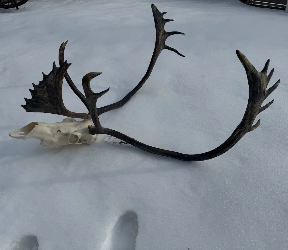 D & C Expediters & Taxidermy