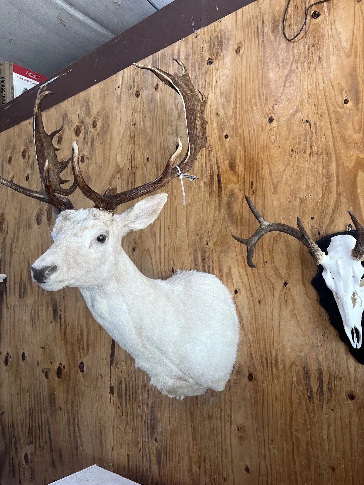 Daddy D Taxidermy