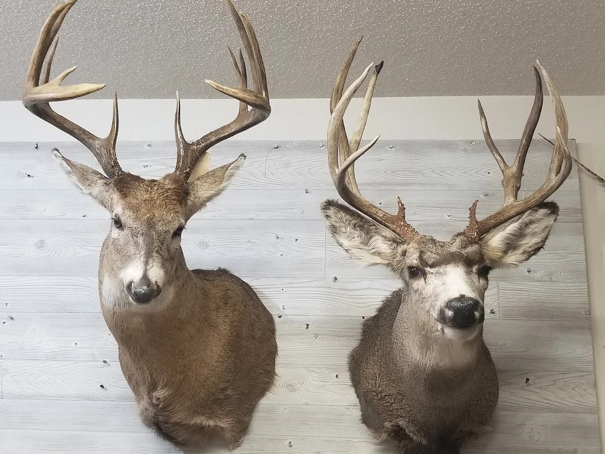 Dakota Taxidermy