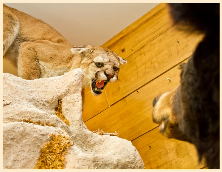 Dan's Taxidermy & Wildlife Art