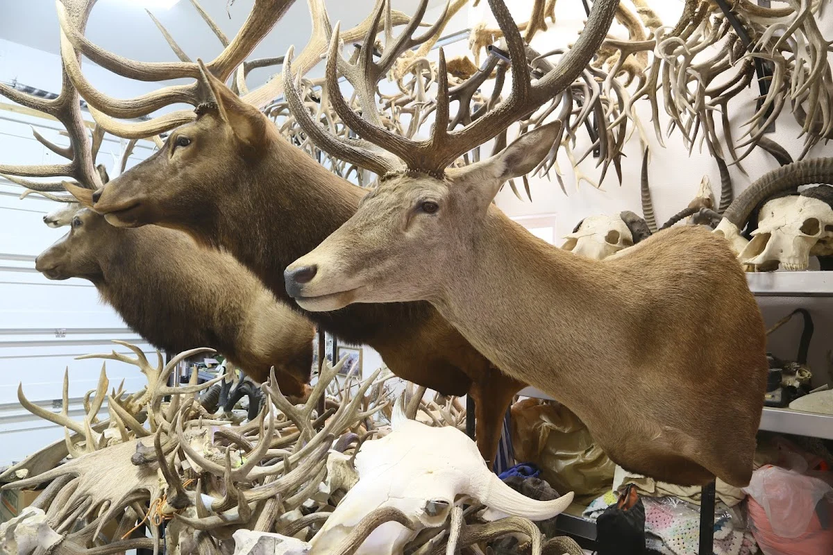 Darryl's Taxidermy - 2
